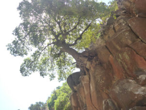 A tree holding itself on the vertical wall - Black Canyon