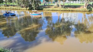 Some mallards in the river - Yarkon Park