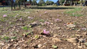 Colchicum blooming in the reserve