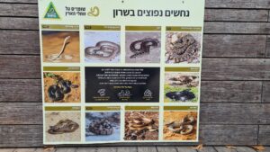 Common snakes in the Sharon . - Hod-Hasharon Ecological Park