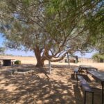 Tamarix experiment - on the left a natural grown tree (spread down on the ground, no supply shade but to used for defense) and on the middle and right a treated tree (hold up to supply shade). The second was planted by the only kid on site on 1943 - Noa.