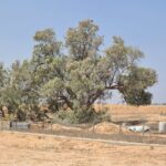 Tamarix experiment - on the left a natural grown tree (spread down on the ground, no supply shade but to used for defense) and on the middle and right a treated tree (hold up to supply shade). The second was planted by the only kid on site on 1943 - Noa.