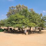 Tamarix experiment - on the left a natural grown tree (spread down on the ground, no supply shade but to used for defense) and on the middle and right a treated tree (hold up to supply shade). The second was planted by the only kid on site on 1943 - Noa.