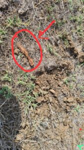 In this case, we found a sharpanel of a mortar shell or a tank (in the red circle). If we would have found a bomb that did not explode we would have blast it (at the moment or later)