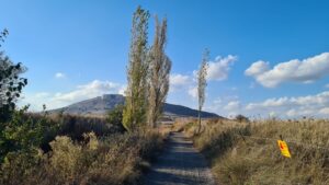 Populus trees on the way back to the car and Mount Avital behind it. Aba loves the sound those trees make as he had one on the window by his bedroom in Ramot, so he planted one of those in Har Adar as well - ein Mokesh 