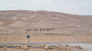 A tourist camel caravan