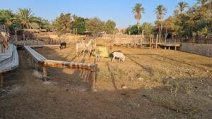 The camel farm with some interesting info on those animels - Kfar HaNokdim 
