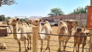 The camels wait for their food