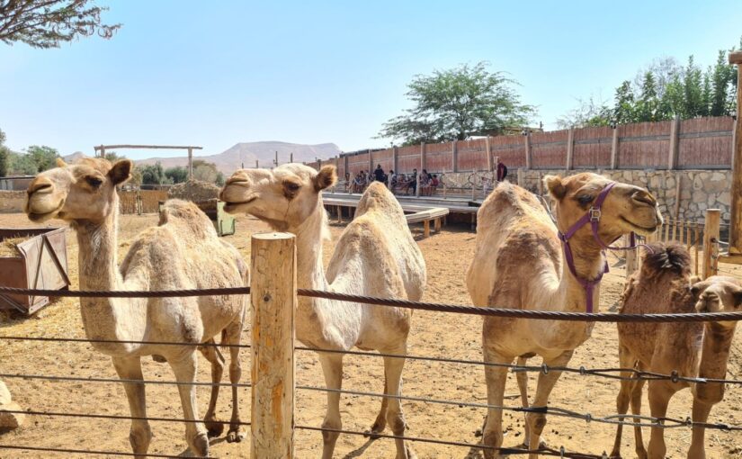 Camel farm