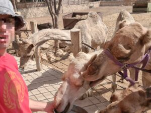 Feeding the camels