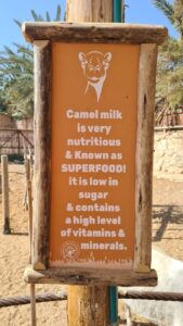 Camel milk is very notorious and known as superfood! It is low in suger & contains a high level of vitamins and minerals