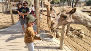 Jannaeus feeding a camel