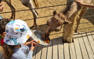 Mindal feeding a camel