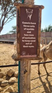 Camels have three sets of eyelids and two rows of eyeleads to keep sand out of their eyes