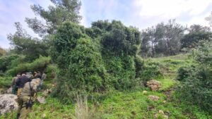 An oak tree, mastic scrub, and cissus - Mediterranean forest