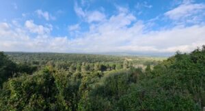 The Mediterranean forest on Manasseh Hills and Mount Carmel and the training zone