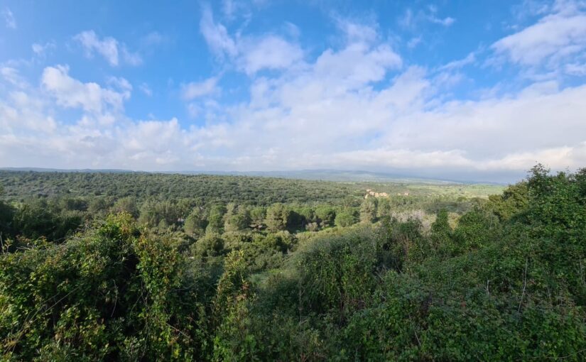 The Mediterranean forest on Manasseh Hills and Mount Carmel and the training zone