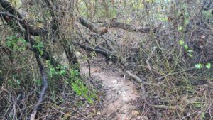 A hiding place for an ambush inside the mastic bush - Mediterranean forest