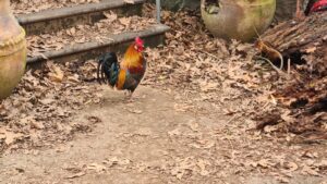 One of the roosters - Dag Al HaDan