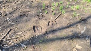 Wild boar footprints