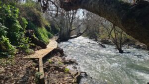 Part of the wet trail (the dry part as you can see) above Snir stream