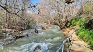 The Snir stream, not as high as it was couple of weeks ago after 20 days of rain.