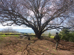 The Pistachio tree lookout - Tel Dan