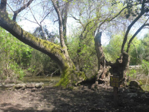 Winnie's the Pooh tree - large, old narrow-leafed ash with hollow trunk. Other large trees on Tel were burned in fires set by uncarefull visitors. - Tel Dan