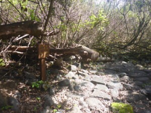 Ein Leshem (The Tel springs) - Tel Dan