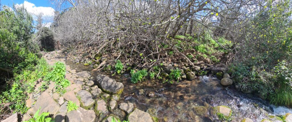 Some of the many springs that create Dan spring, flows out of the ground.