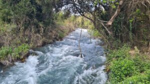 The Dan river in its full power, before it splits to many distributes