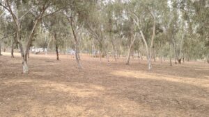 Personal memorial corners are scattered in the forest around the main site - Nova