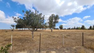 The site is called Shula hill after Sholamit Angelsberg who was murdered by terrorists on 25/12/1949 in Kibbutz Be'eri . - Be'eri temporary cemetery