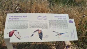 The Amazing Bird Migration sign