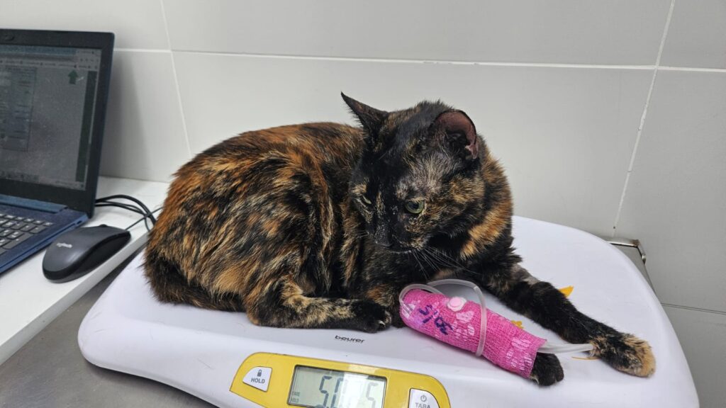 Our last picture of Petel in the pet hospital