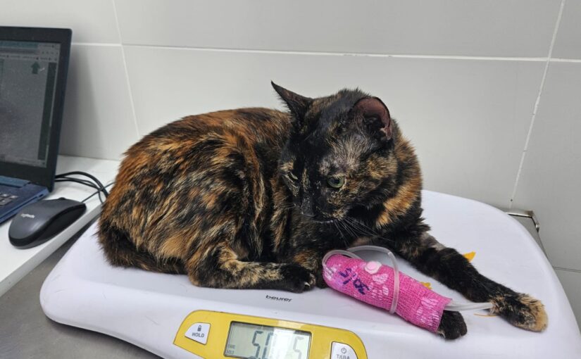 Petel 🐾 the cat had passed away