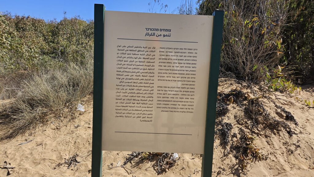 Growing up from the Kurkar rock