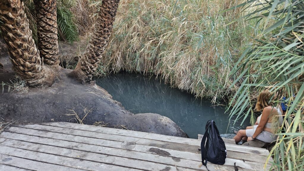 The spring, the wood deck, the palm trees and couple of more visitors to the spring