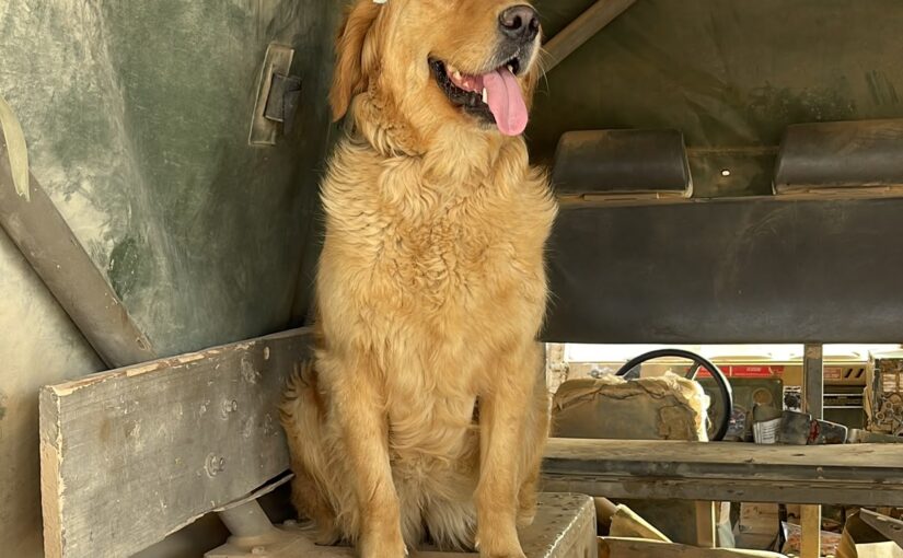 Nefel the dog
