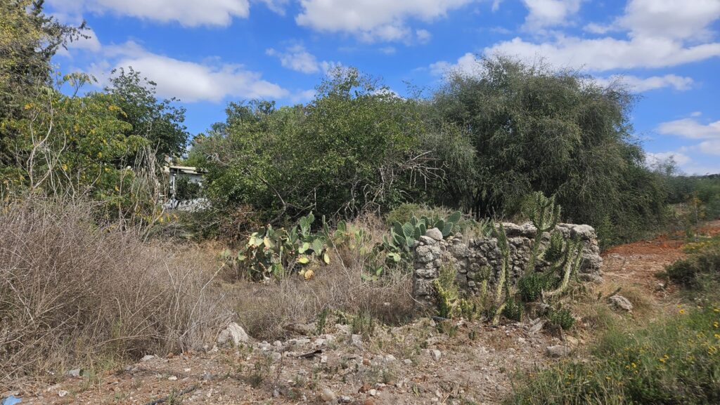 Along the way there are remains of the Palestinian village used to stood here: Yibne
