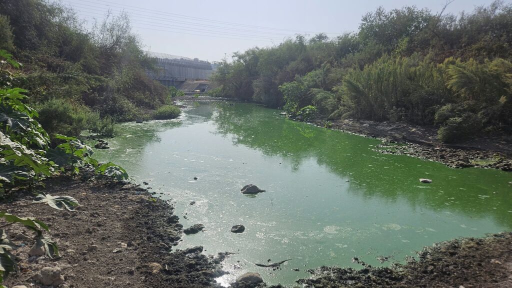 The swamp that is left out of the stream between the bridge and the West Bank barrier - Nahal Te'enim
